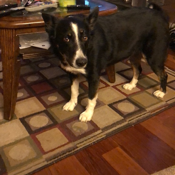 Meet your Posher, Jaycee - Picture 1 of 1